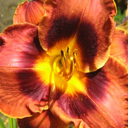 Лілійник "Mahanta