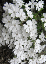 Флокс " Maischnee