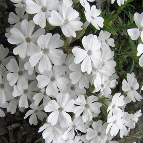 Флокс " Maischnee