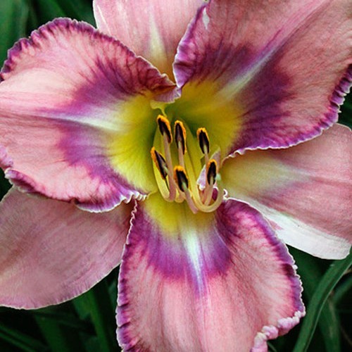 Лілійник "Mildred Mitchell