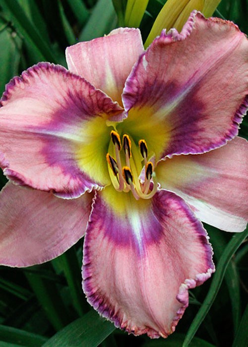 Лілійник "Mildred Mitchell