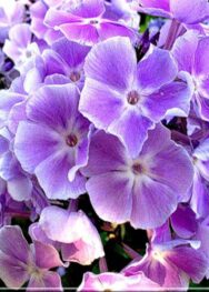 Флокс " Miss Kelly