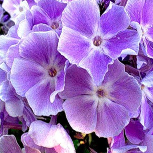 Флокс " Miss Kelly