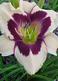 Ліленік "Moonlit Masguera