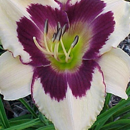 Ліленік "Moonlit Masguera