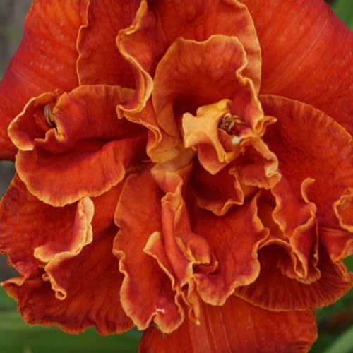 Лілійник "Moses Fire