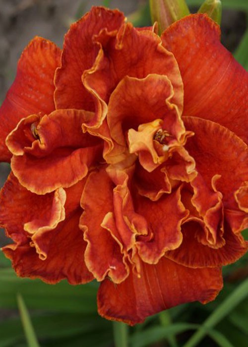 Лілійник "Moses Fire