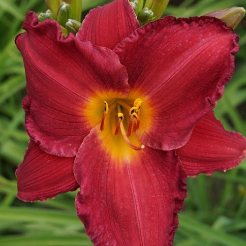 Лілійник My Ways