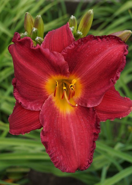 Лілійник My Ways