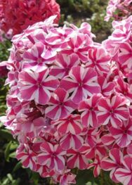 Флокс " Natasha