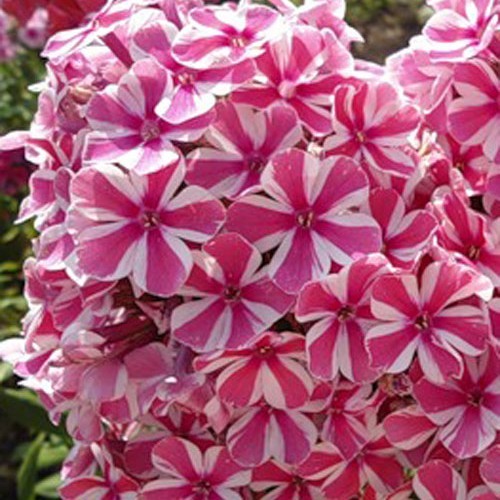 Флокс " Natasha