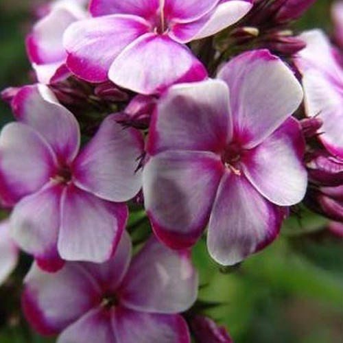 Флокс " Neon Flare