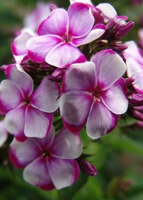 Флокс " Neon Flare