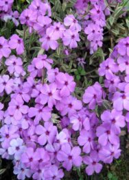 Флокс Шилоподібний