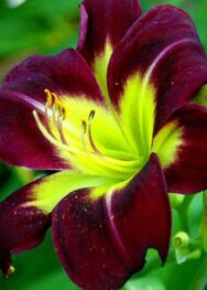 Лілійник "Night Beacom