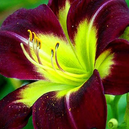 Лілійник "Night Beacom