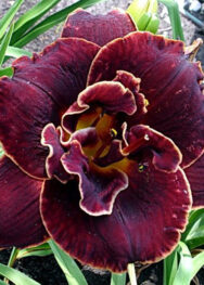 Лілійник "Night Ember