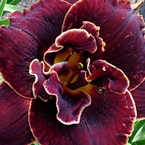 Лілійник "Night Ember