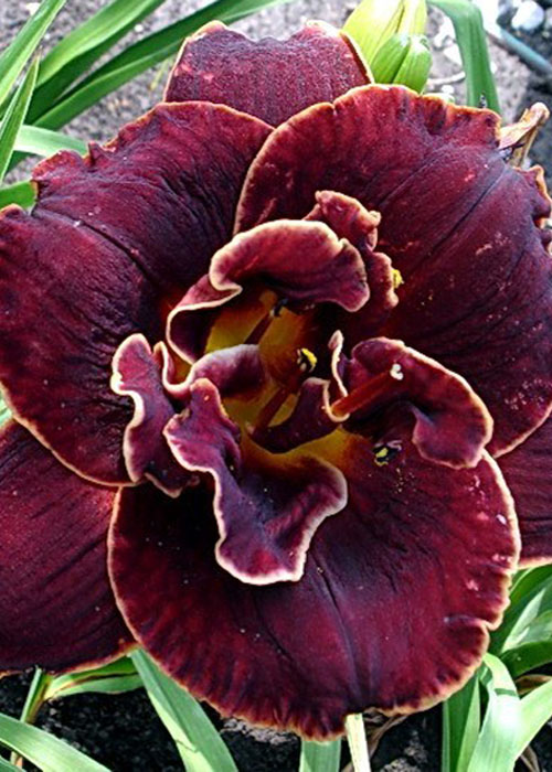 Лілійник "Night Ember