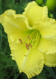 Лілійник "Omonuki