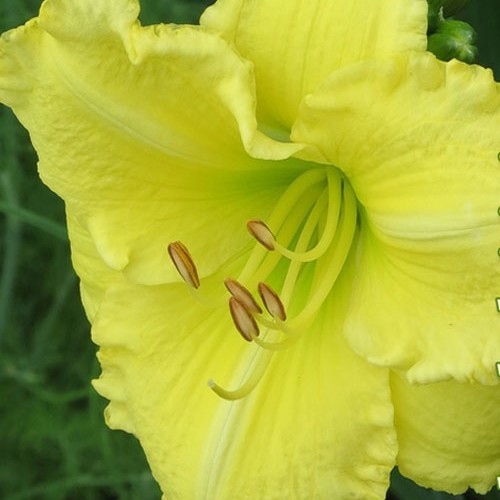 Лілійник "Omonuki