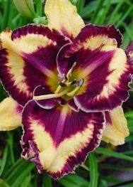 Лілійник "Open my eyes