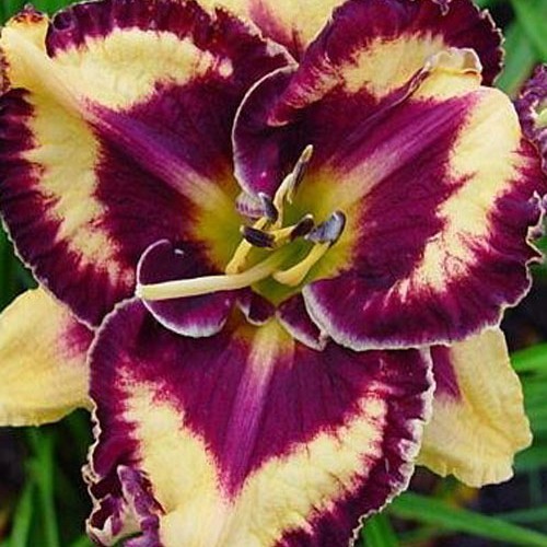 Лілійник "Open my eyes