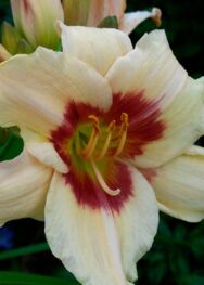 Лілійник "Pandoras Box