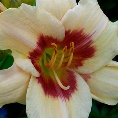 Лілійник "Pandoras Box