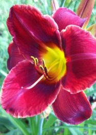 Лілійник "Pantaloons