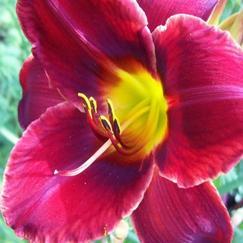 Лілійник "Pantaloons