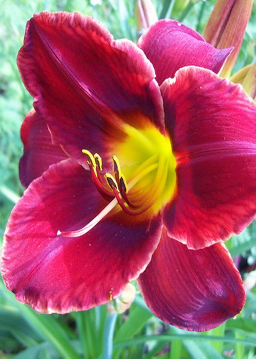 Лілійник "Pantaloons