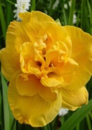 Лілійник "Patrisiy Yoyo