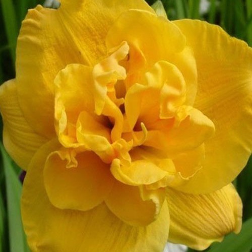 Лілійник "Patrisiy Yoyo