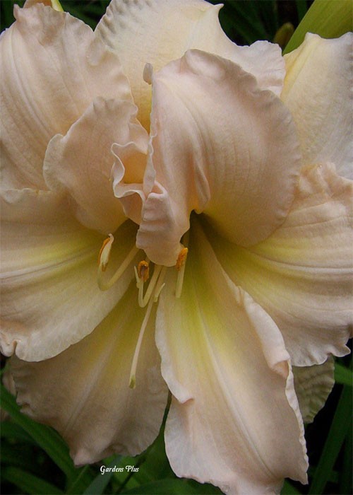 Лілійник "Peggy jeffcodt