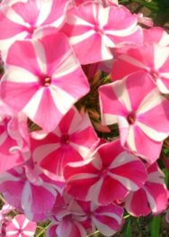 Флокс " Peppermint Twist