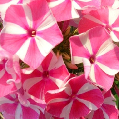 Флокс " Peppermint Twist