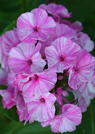 Флокс "Picasso"