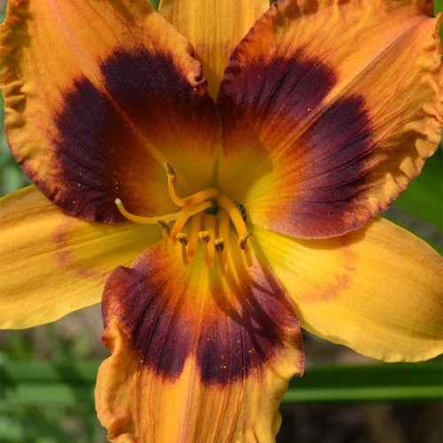 Лілійник "Radiant Greetings