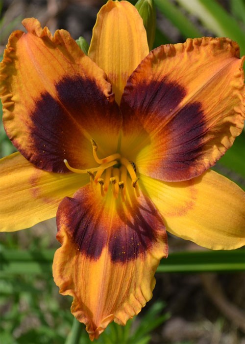 Лілійник "Radiant Greetings