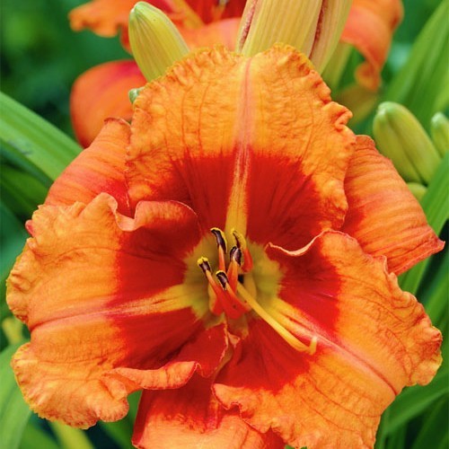 Лилейник "Raging Tiger