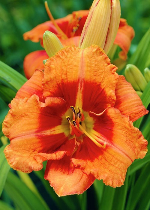 Лилейник "Raging Tiger