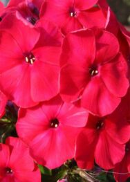 Флокс " Red Riding