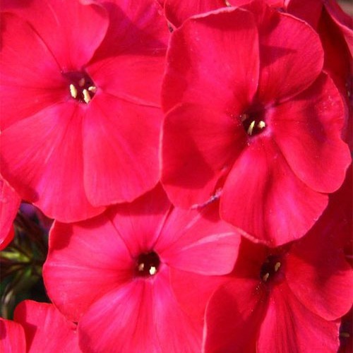 Флокс " Red Riding