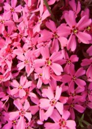 Флокс " Red Wing