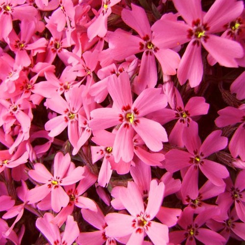 Флокс " Red Wing