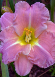 Лілійник "Romantic Roses