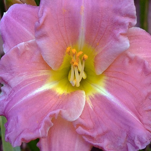 Лілійник "Romantic Roses