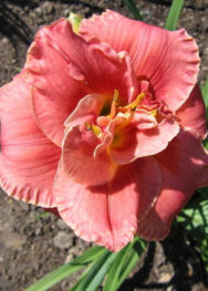 Лілійник "Rosa Corsage