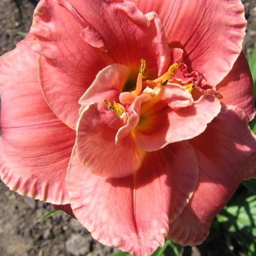 Лілійник "Rosa Corsage